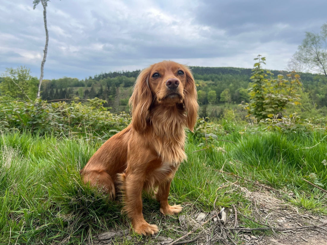 Millie the working cocker spaniel on a walk in the countryside — pet care advice from Feedem Pet Supermarket