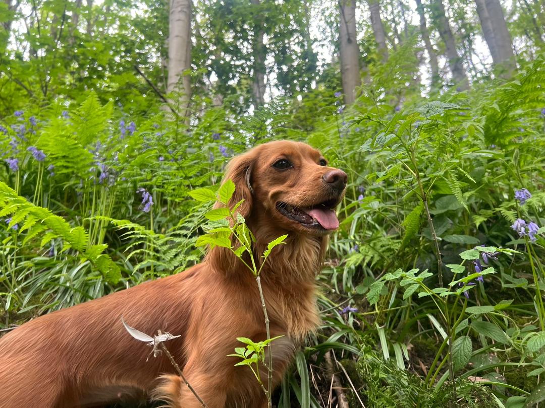Millie the working cocker spaniel standing in long grass — check your dog for fleas after walks in long grass