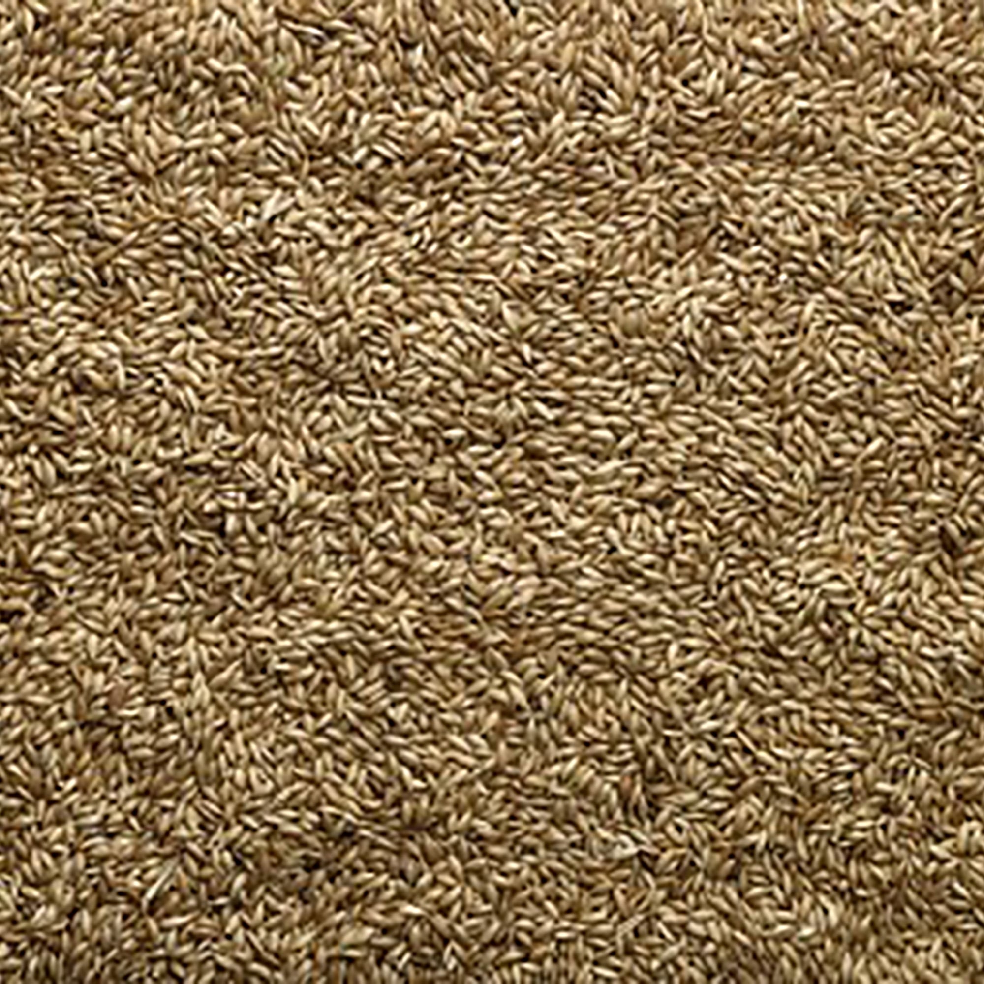 Plain Canary Seed 20kg