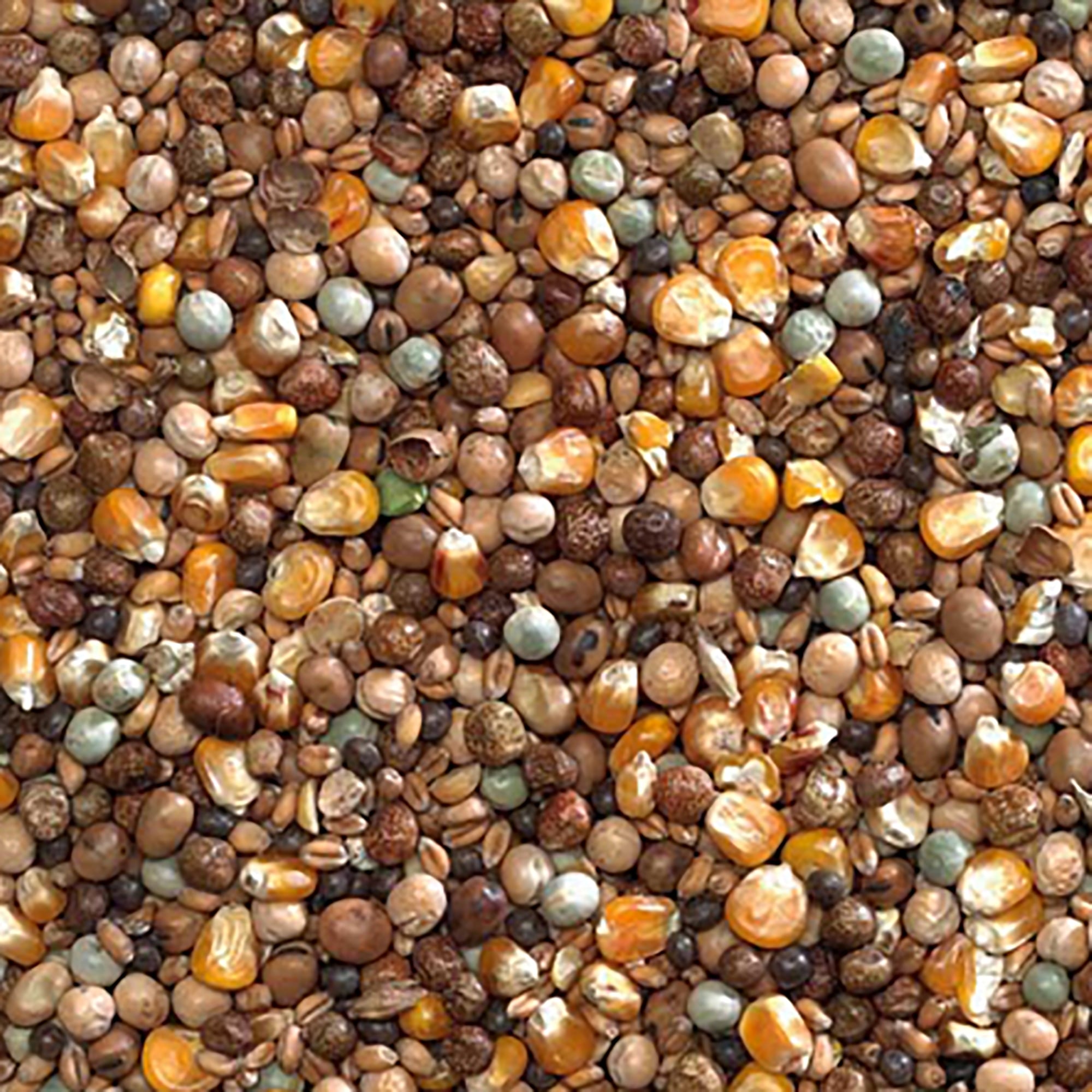 High Protein Economy Pigeon Seed 20kg