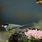 Berry Wild Bird Suet Pellets 500g