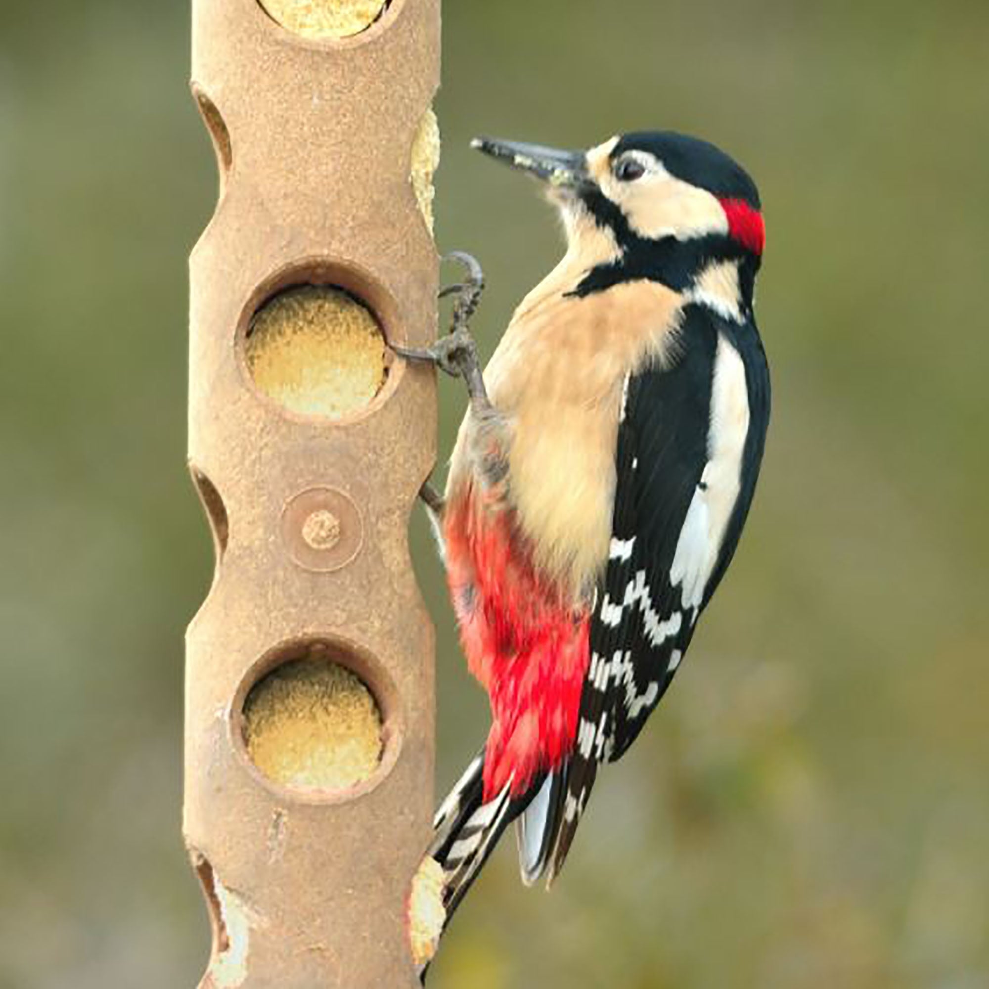 Suet To Go Wild Bird Suet Log Feeder