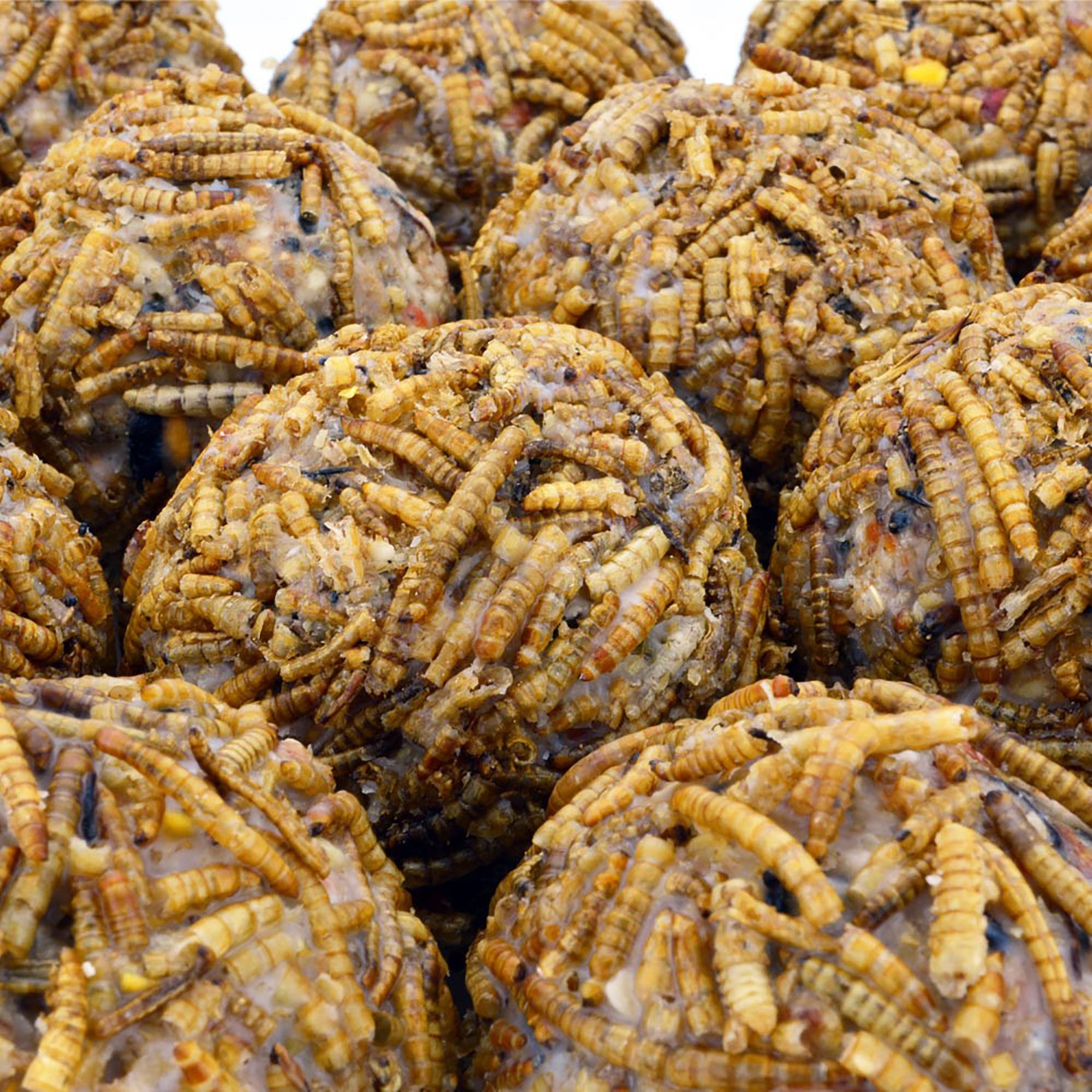 Mealworm Fat Balls (Bucket) 50pk