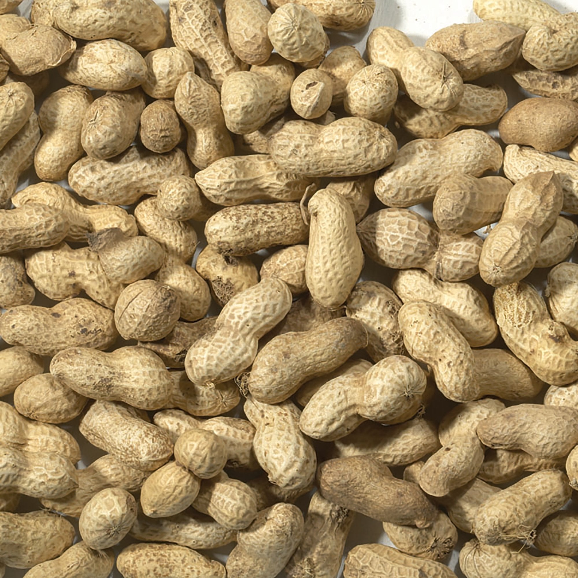 Wild Bird Monkey Nuts 650g