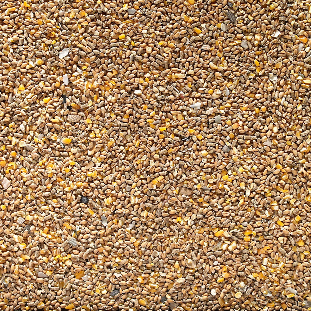 Johnston & Jeff Chicken Corn Extra with layers pellets and oyster shell grit — wheat and split maize poultry feed