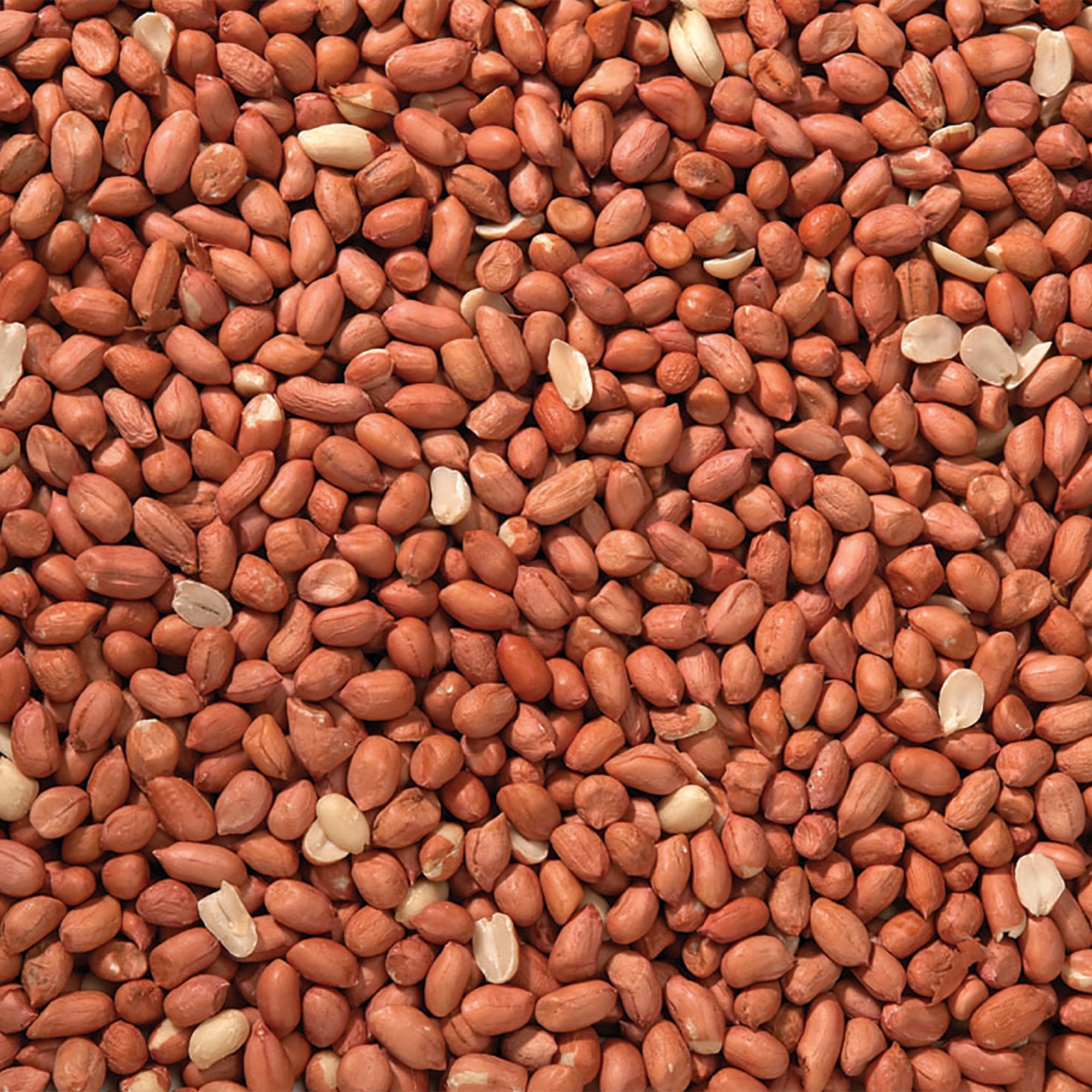 Premium Peanuts Wild Bird Food 2kg