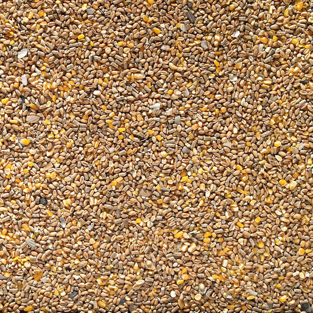 Johnston & Jeff Chicken Corn Extra 20kg bag with layers pellets and oyster shell grit for poultry, close up image.