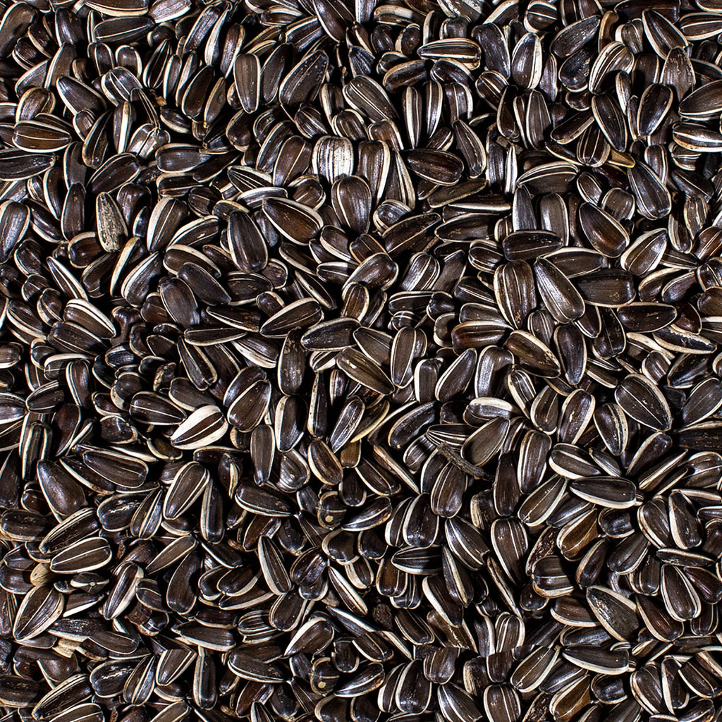Close-up of Johnston & Jeff Medium Striped Sunflower Seeds — dark shells with white stripes, high in oil and protein for parrots and wild garden bird