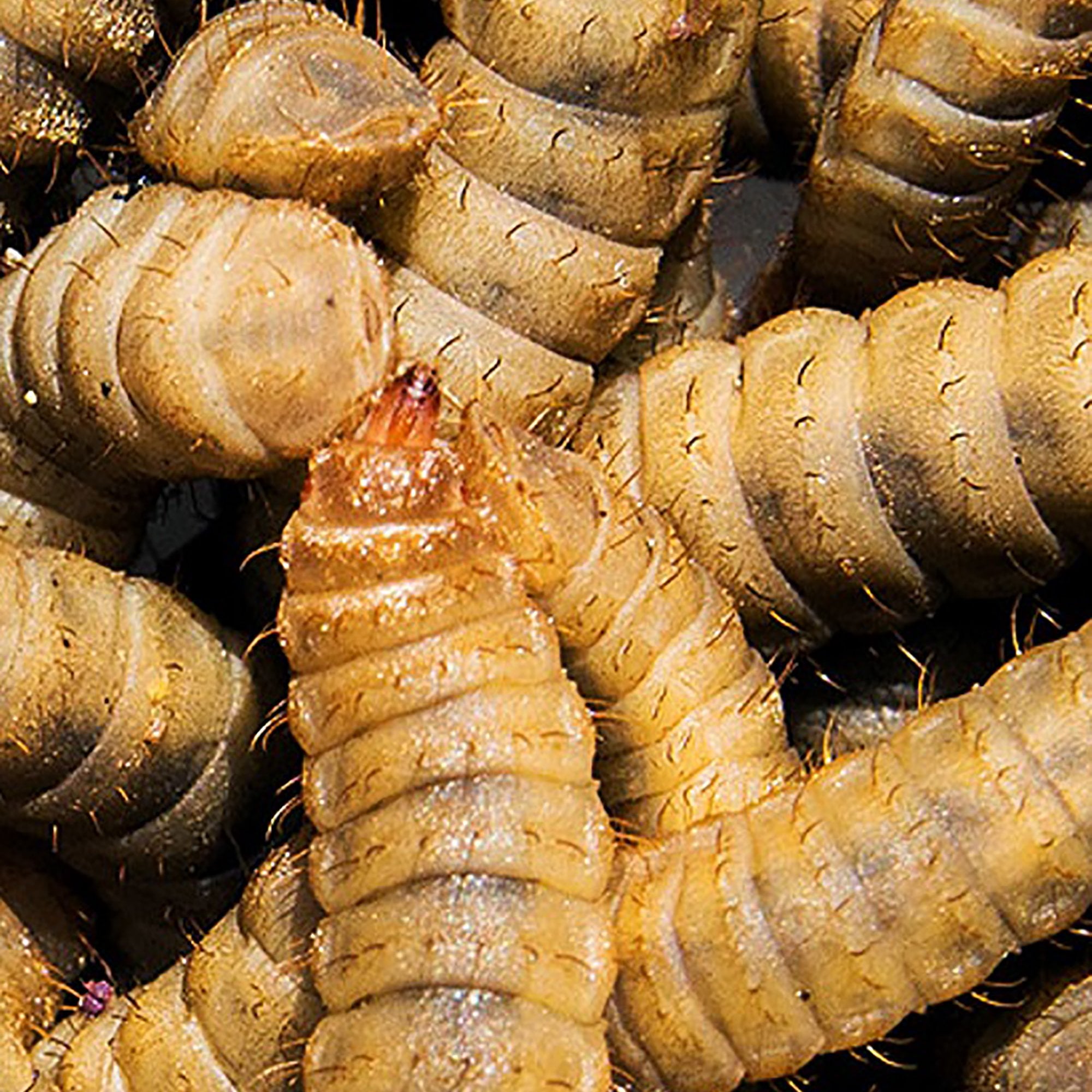 Dried Calci Worms Hedgehog Food - 100g Tub