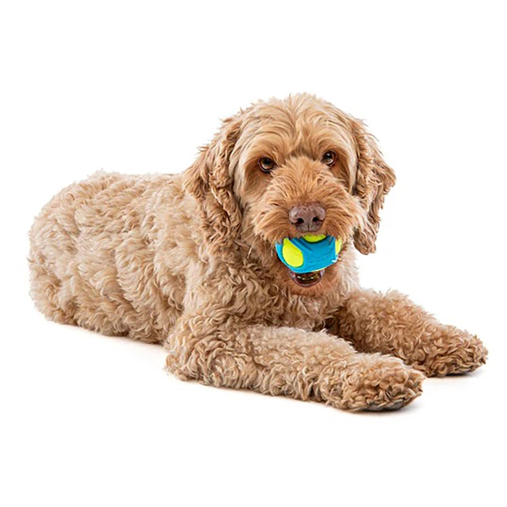 Tennis Max Ball Dog Toy - Medium