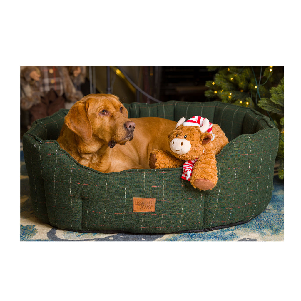 Dog relaxing in a green bed beside a House of Paws Highland Cow Christmas toy wearing a hat and scarf