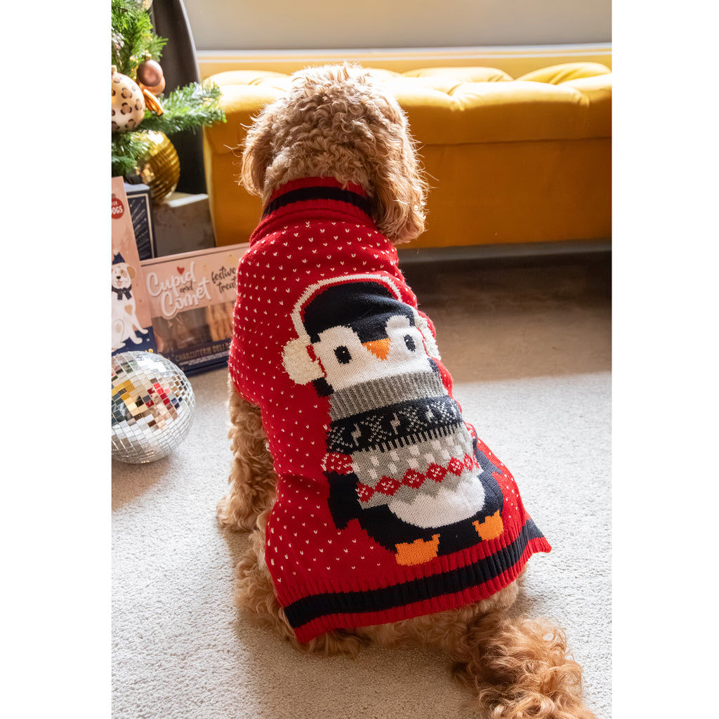 Curly-haired dog wearing a red Rosewood Cupid & Comet penguin Christmas jumper beside the gift box