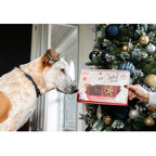 Rosewood Cupid & Comet Meaty Natural Dog Treat Christmas Selection Box 175g — large tan and white dog sniffing the festive red gift box held by a person in front of a decorated Christmas tree with navy, gold and silver baubles
