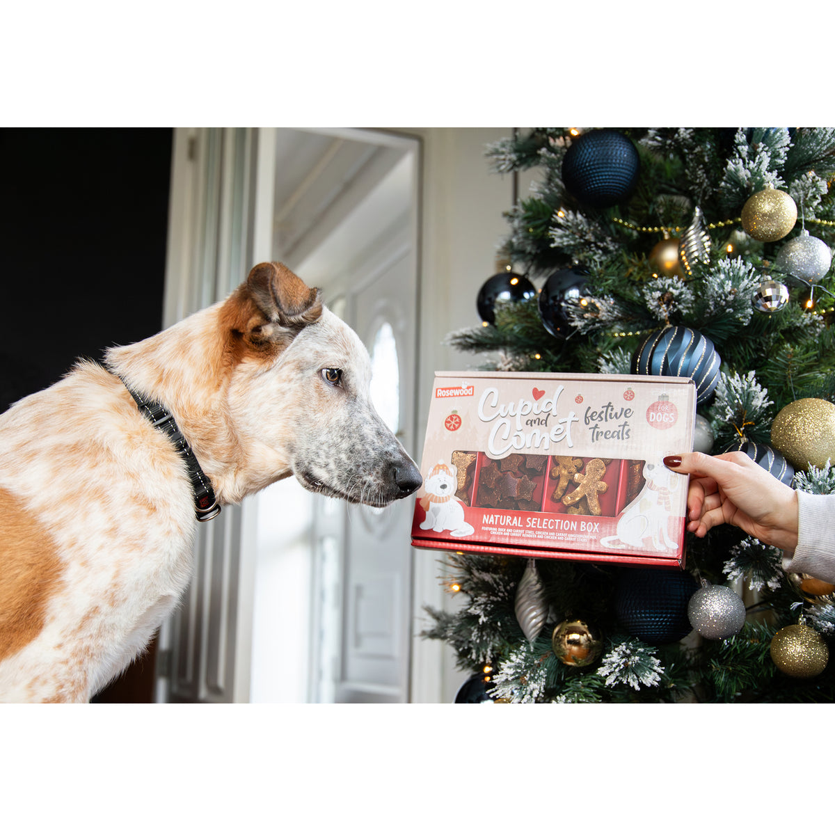 Rosewood Cupid & Comet Meaty Natural Dog Treat Christmas Selection Box 175g — large tan and white dog sniffing the festive red gift box held by a person in front of a decorated Christmas tree with navy, gold and silver baubles