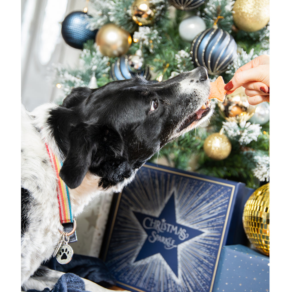 Dog being fed Rosewood Cupid & Comet Meaty Star Bites chicken treat in front of a Christmas tree