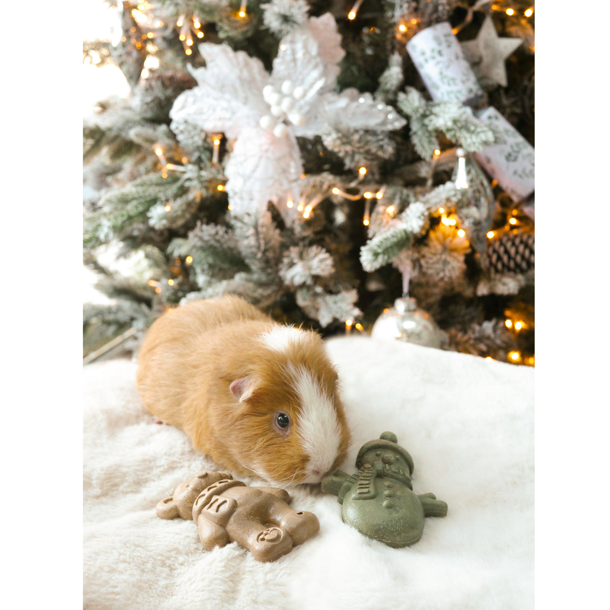 Guinea Pig nibbling a Rosewood Cupid & Comet festive snowman and teddy veggie treat with christmas tree in the background