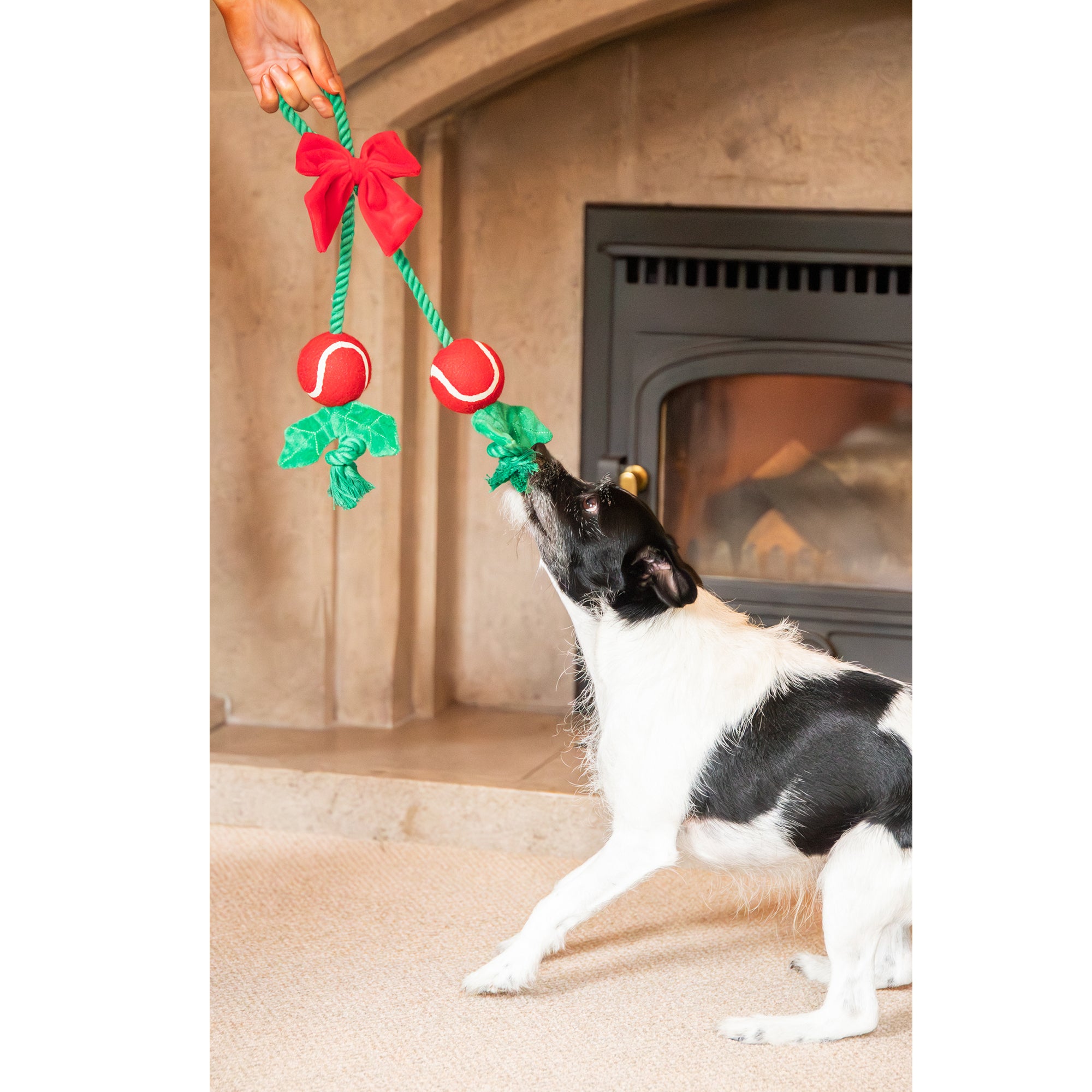 Dog playing with the Rosewood Holly Jolly Christmas rope toy beside a fireplace