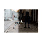 Grey Trixie Pontis reflective dog coat shown in daylight and low light