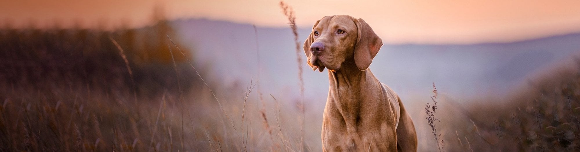 Dog standing in a field with a sunset or sunrise in the background